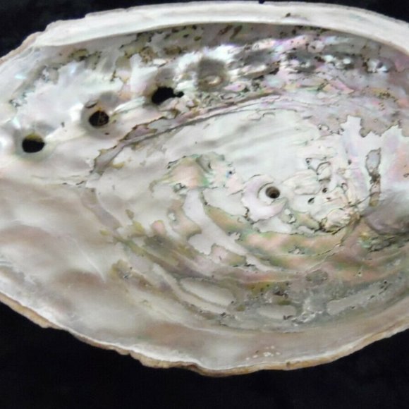 Beautiful Abalone Shell Antique & Vintage lot of 4~Size 8"~8"~6.5"~4 3/4''inches - Picture 8 of 16